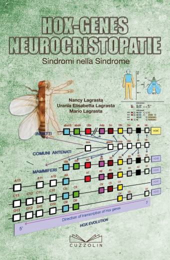 Hox-Genes Neurocristopatie
