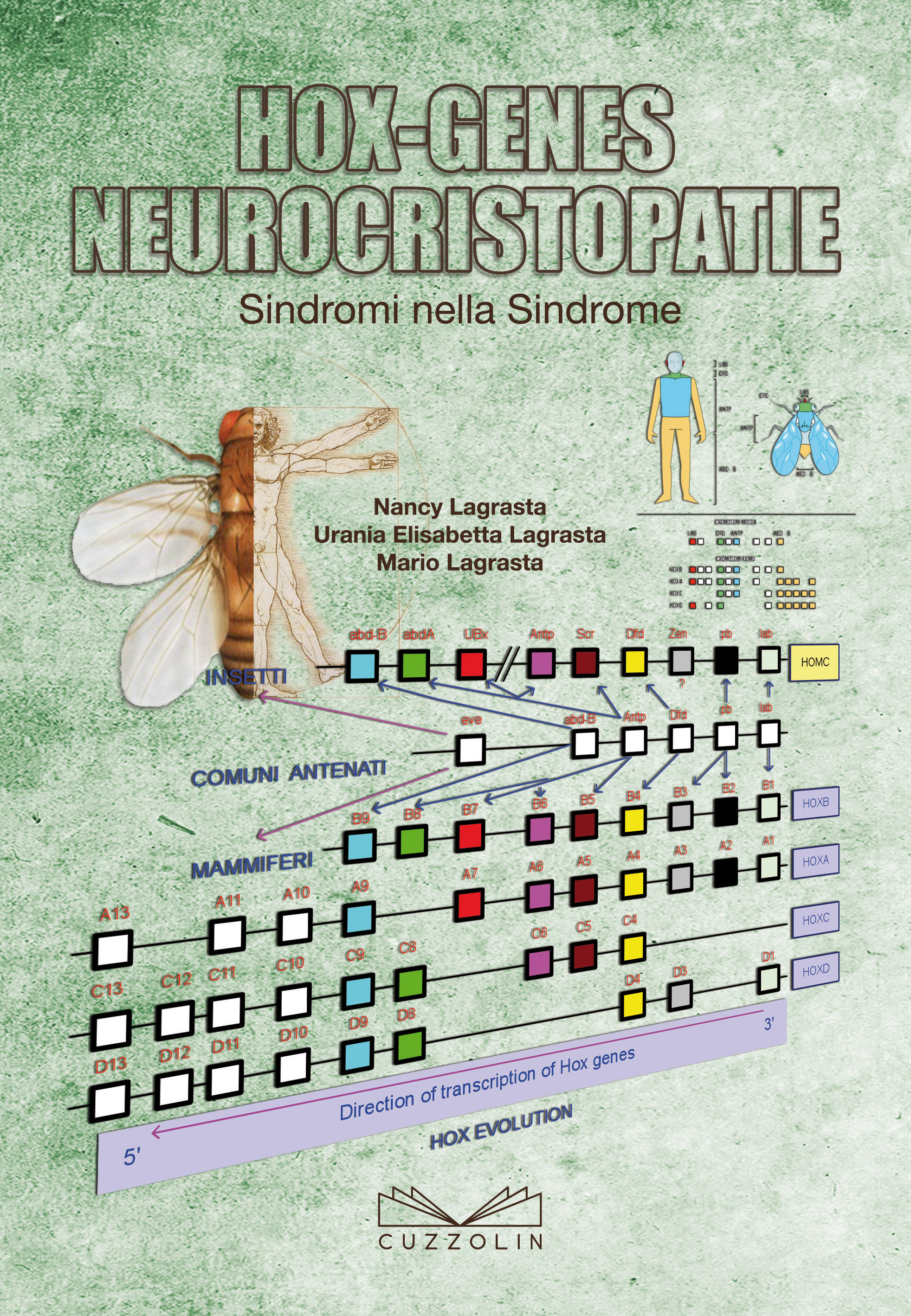 Hox-Genes Neurocristopatie